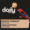 GROOT PARKIET EXCELLENT grootparkiet