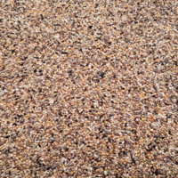 Daily birds - Gould Excellent - 2KG - Gold amandine - japansmeeuwtje - zilverbekje - Spitsstaartamadine