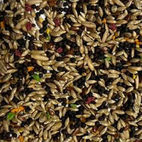 kanarie zangzaad daily