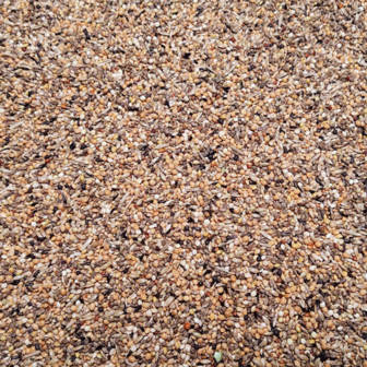 DAILY-BIRDS-GOULD-EXCELLENT-20KG-GOLDAMADINE-JAPANSCHN&Auml;PPER-SILBERSCHN&Auml;BELCHEN-SPITZSCHWANZAMADINE