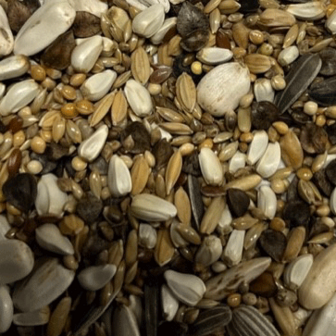 grootparkiet daily stanley