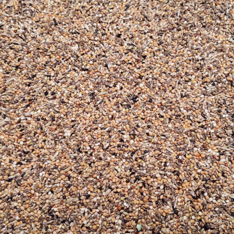 Daily birds - Gould Excellent - 2KG - Gold amandine - japansmeeuwtje - zilverbekje - Spitsstaartamadine